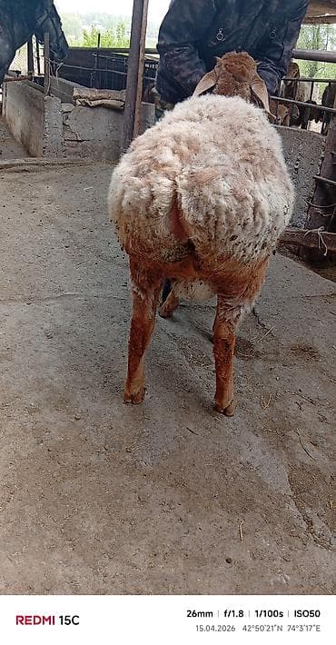 дорпер овцы: Продаю | Баран (самец) | Для разведения | Ягнившаяся — 1