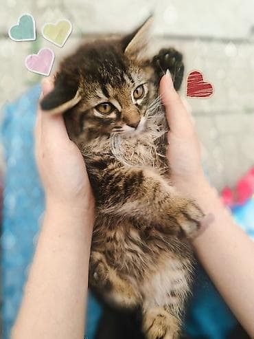 fermer kg: Срочно ищем дом для котят! Четыре милых котенка (3 мальчика и 1 — 8