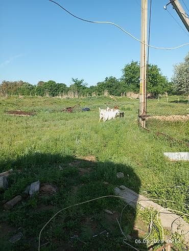 козлу кой: Продаю | Козлёнок | Полукровка | Для молока — 3