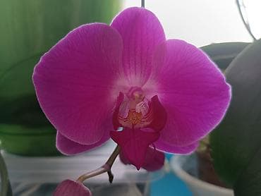 орхиде: Продам сортовую голландскую орхидею Босфор, полностью адаптированная — 3