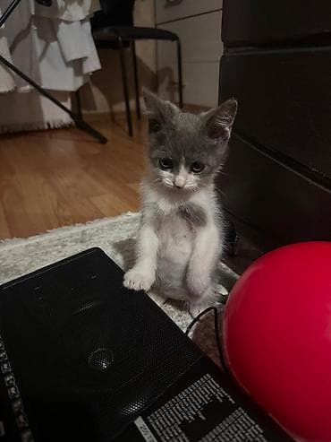 Котёнок серо-белого окраса с короткой шерстью. Большие ушки — 1