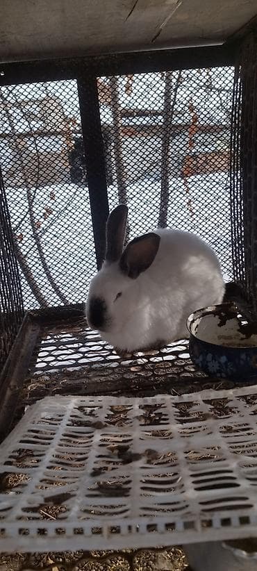 куплю мясо кролика: Продаю | Крольчиха (самка), Кролик самец — 9
