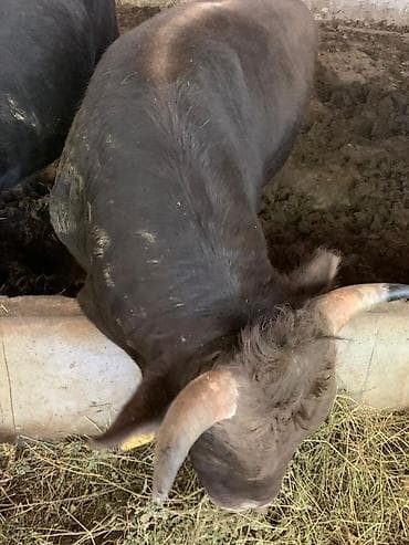 уй музо: Продаю | Бык (самец) | На откорм — 5