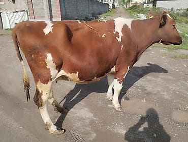 С/х животные и товары: Продаю | Корова (самка) | Для молока | После отела — 4