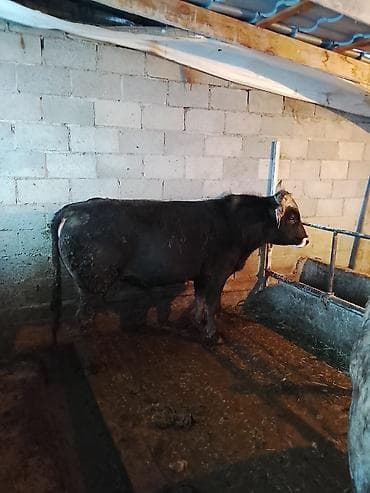 сколько стоит сиамские кошки: Продаю | Бык (самец) | На откорм | Привязанные — 3