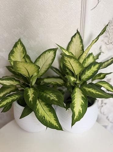 диффенбахию: Диффенбахия (различные пестролистные формы) - Декоративно-лиственное — 2