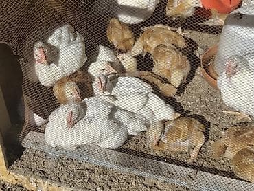 цыплят брама: Продаю | Цыплята | Бройлерная | На забой — 6