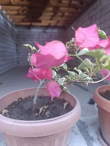 пересадка: Комнатное растение «Молочай Милла» (Euphorbia milii, «Корона Христа») — 5