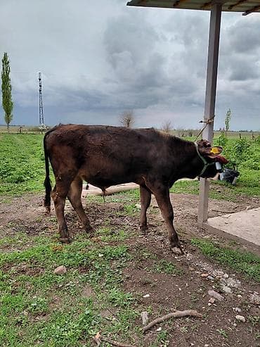 хаски мальчик: Продаю | Бык (самец) | Алатауская | На откорм, На забой, Для разведения | Осеменитель, Искусственник — 6