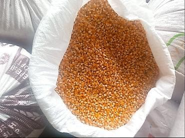 кукуруза куплю: Кукуруза для поп корм — 2