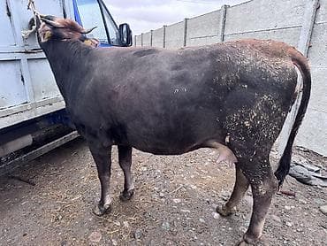 кой сойобуз: Продаю | Корова (самка) | Для молока | Привязанные — 3