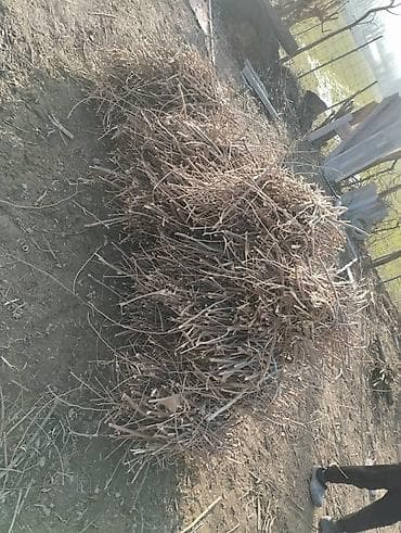 Товары для пикника: Дрова — 7