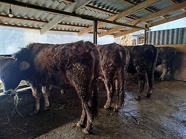 Услуги ветеринара: Продаю | Бык (самец) — 2