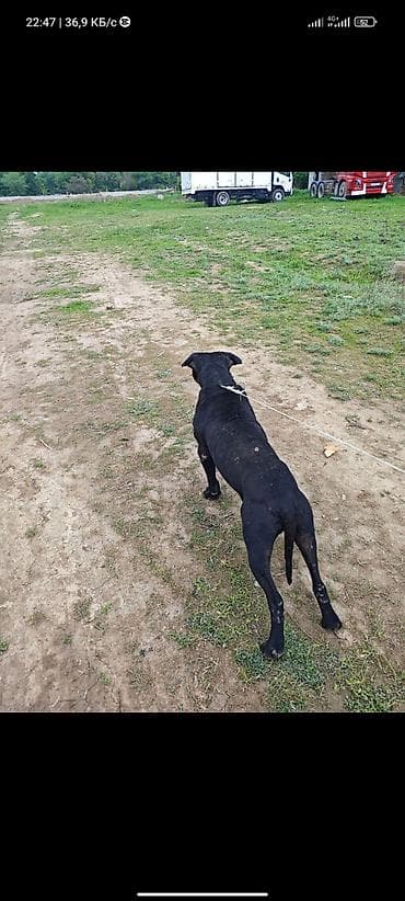 ит керек: Собака, вероятно метис крупной гладкошёрстной породы (крепкий тип) — 4