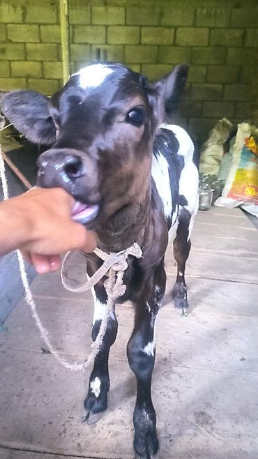 бенгальская кошка домашняя: Продаю | Музоо, торпок | На откорм | Привязанные — 1