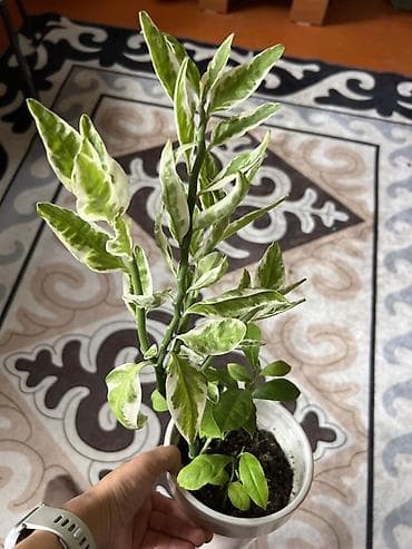 плющ комнатный: Комнатные растения — набор 1) Традесканция сидячая (Rhoeo spathacea — 5