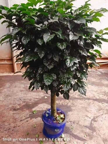 купить комнатные цветы в бишкеке: Комнатные декоративные растения в кашпо 1) Толстянка (Crassula ovata — 34