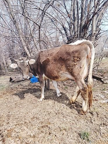 Коровы, быки: Продаю | Корова (самка) | Для молока — 1