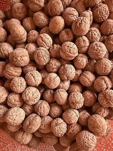 Грецкий орех в скорлупе - Натуральные грецкие орехи, собранные и