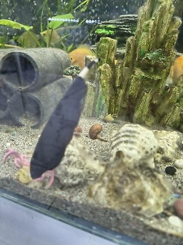 черный терьер: Беловодск !!!!! большой выбор аквариумных рыбок ! крабы креветки ( — 9