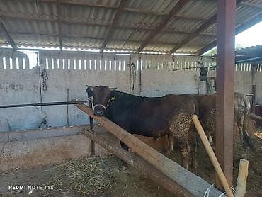 каровы доиные: Продаю | Бык (самец) | На откорм | Привязанные — 4