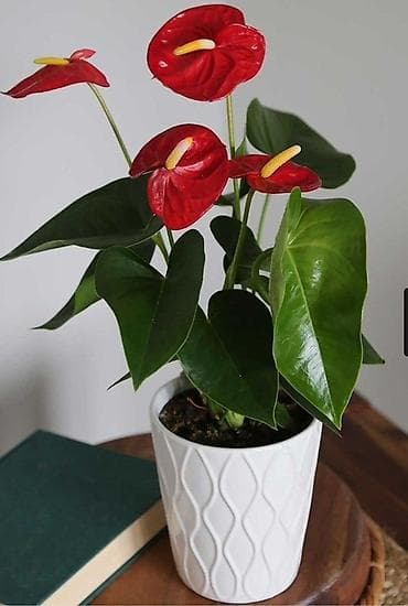 антуриумы: Антуриум (Anthurium) в декоративном кашпо - Эффектное комнатное — 1