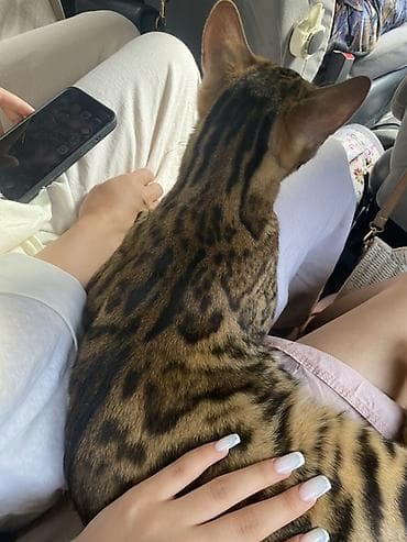 продаю баран сокулук: Бенгал, 2 жаш, Эркек, Лотокко барууга үйрөтүлгөн — 4