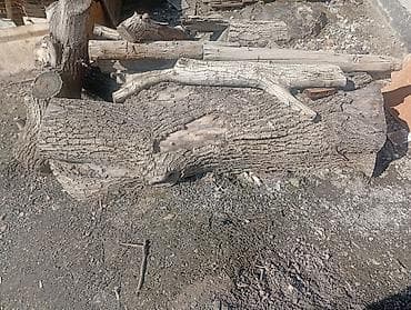 бел алма: Дрова Орех — 2