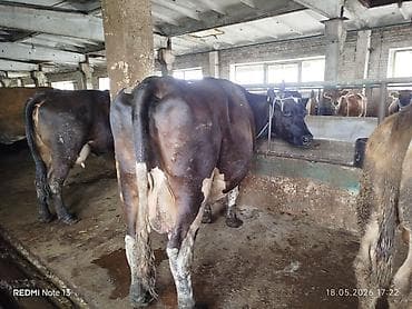Продаю | Корова (самка) | Для молока | Привязанные at lalafo.kg Продаю | Корова (самка) | Для молока | Привязанные