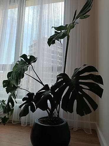 монстера альба купить: Монстера делициоза (Monstera deliciosa) в декоративном горшке. - — 2