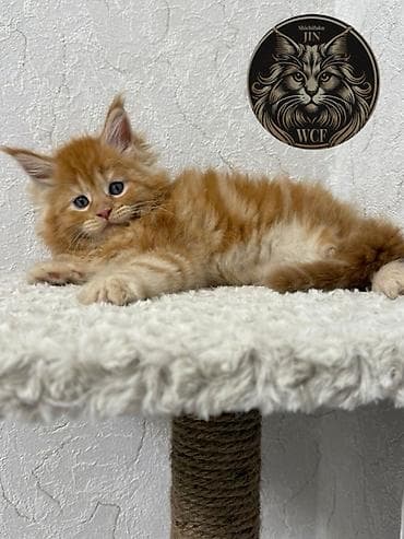 Мышыктар: Породистый котёнок мейн-кун, окраса красный (red tabby) с белым — 2