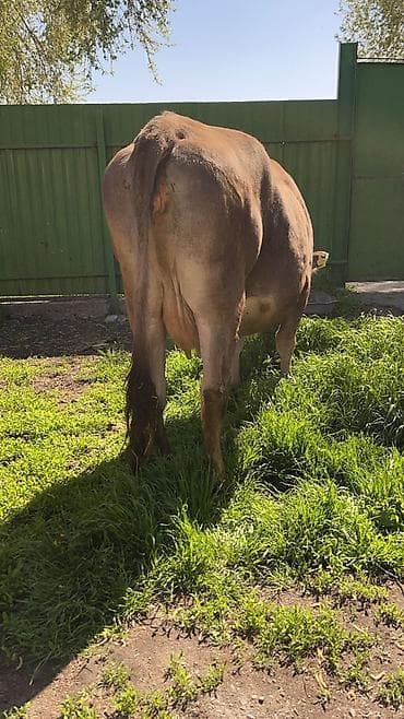 бык: Продаю | Корова (самка) | Алатауская, Швицкая | Для молока | Привязанные — 4