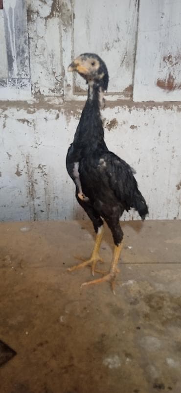 Дакан жожо мекиштер сатылат 4 айлык жакшы заттан баасы 1200 сомдон — 3