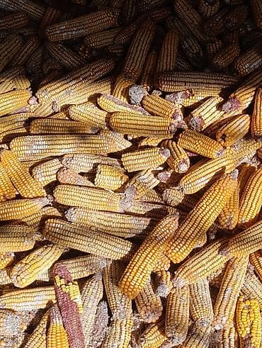 Үй жаныбарлары: Кукуруза в початках (кормовая) — 2