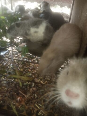 собака доберман цена: Продаются нутрии, Самцы на племя, разного возраста - 400 сом за 1 кг — 2