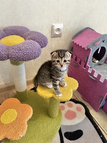 коротколапая кошка: Малышам 15 июля исполнился один месяц. Две девочки и три мальчика — 2