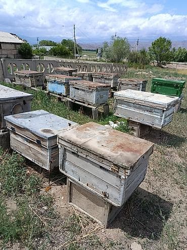 Оборудование для бизнеса: Продаю 14 ульев лежаки Дадан. С пчелами зимовалыми. Полноценные — 3