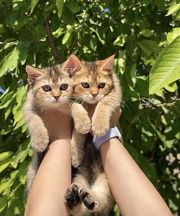 пл: Британские короткошёрстные котята (окрас золотой/шоколадный табби) - — 2