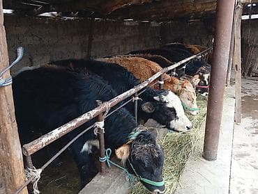 тайган щенок: Продаю | Бык (самец) | Швицкая | На откорм — 2