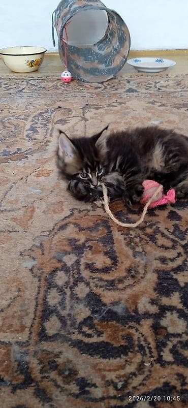 шотландская прямоухая кошка: Мейн-Кун!!! Тигрёнок 🥰. Продается Шикарный, чистокровный котик от — 5