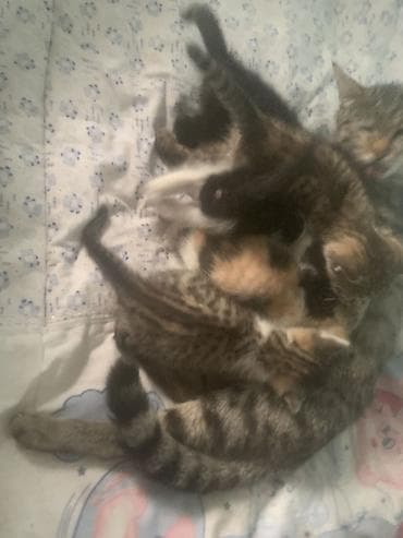 Котята здоровые им месяц ручные ласковые милые Отдаём за 500
