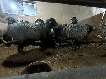 такса стоимость: Продаю | Овца (самка) | Полукровка | Для разведения | Матка — 9