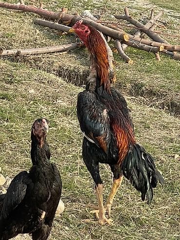 Продам с/х животных: Продаю | Куры | Бойцовая | Для разведения — 1