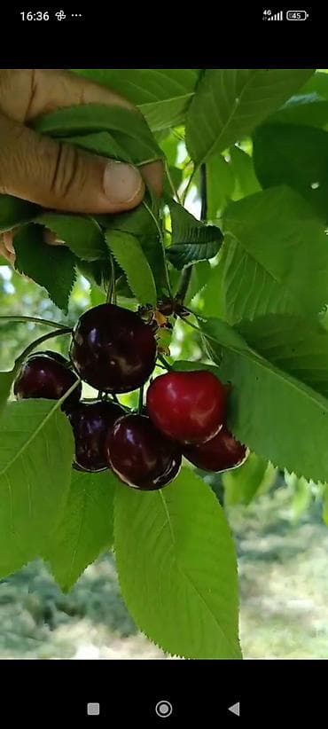 Черешня