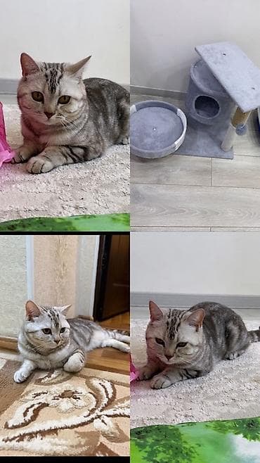 сиямские кошки: Британская короткошёрстная кошка (окрас серебристый табби) - Порода — 1