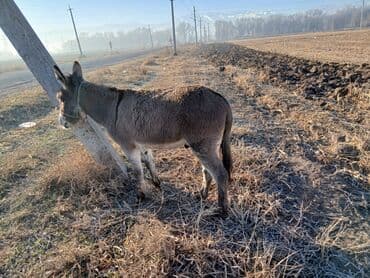 собаки для охраны: Осёл, 3 года. Спокойный, ручной, ходит в недоуздке, подходит для — 2