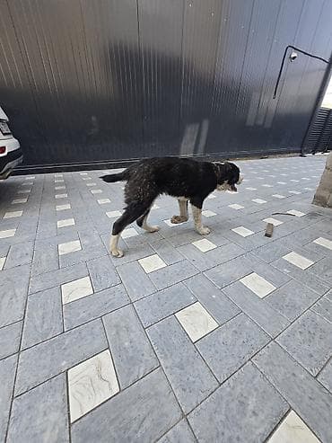 иттер алабай: Алабай, 7 месяцев, Самец — 4