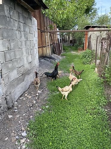 фазаны цыплята: Продаю | Куры, Петух | Дакан | Для разведения, Несушки, Для боев — 4