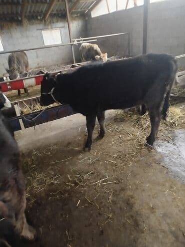 пекинес щенок: Продаю | Бык (самец) | На откорм | Привязанные — 3