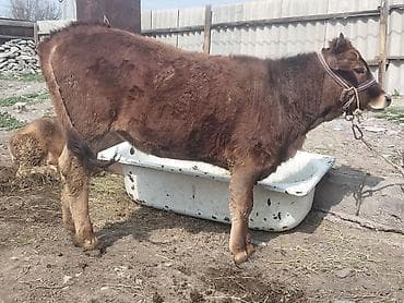 голштин уйлары: Продаю | Тёлка | На откорм | Привязанные — 5